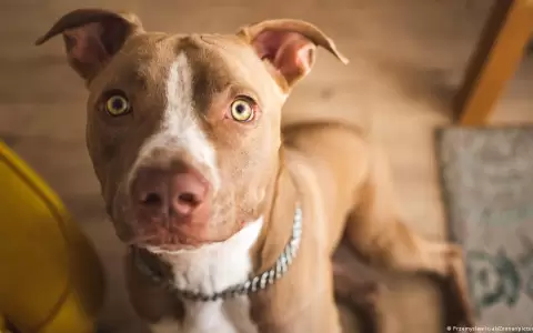 �Por qu� la mayor�a de los perros tienen los ojos casta�os?