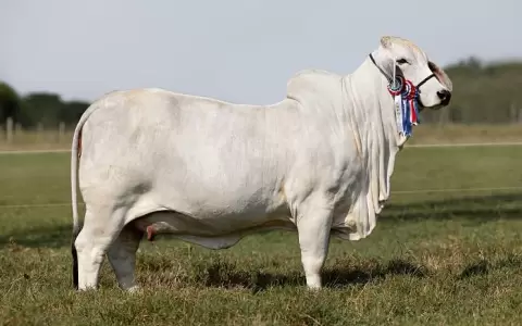 �xito global: Lel�, la vaca Brahman paraguaya, se destaca como la segunda mejor del mundo