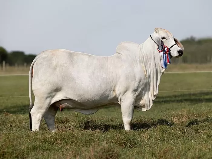 �xito global: Lel�, la vaca Brahman paraguaya, se destaca como la segunda mejor del mundo