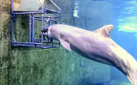 Estudio revela que delfines mulares tienen "s�ptimo sentido"