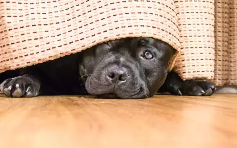 Fechas festivas y mascotas: tips para cuidar a los peluditos de la casa