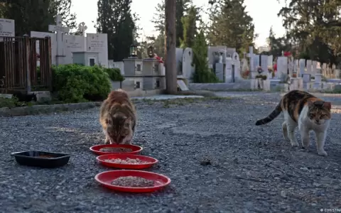 Preocupaci�n por el mortal coronavirus felino