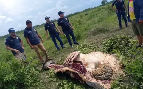 Caso de abigeato deriva en fatal enfrentamiento
