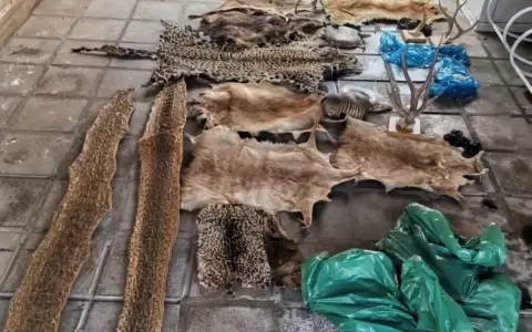 Mades interviene vivienda donde ten�an pieles de animales en peligro de extinci�n
