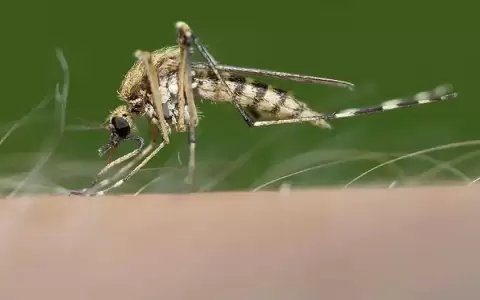 Confirman primer caso de encefalomielitis equina en Uruguay