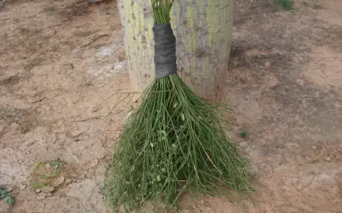 Barriendo con estilo nativo y sustentable