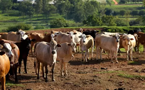 Arabia Saudita aprueba carne paraguaya tras exitosa auditor�a