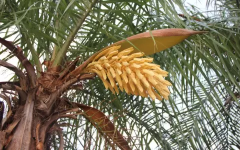 La flor del coco y las fiestas de fin de a�o