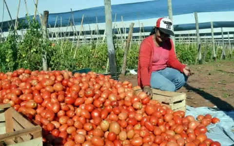 Precios favorables y estabilidad para productores frutihort�colas
