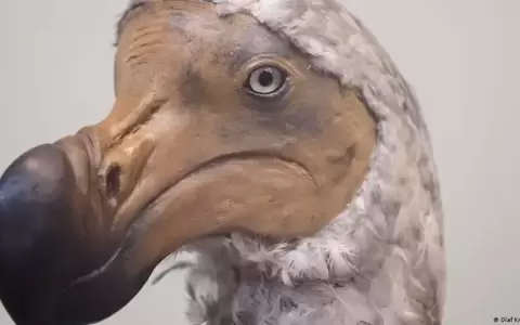 La humanidad ya ha extinguido 1.430 especies de aves