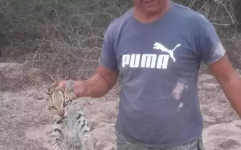Terrible denuncia: matan a un tirika y filman momento en que sacan su piel