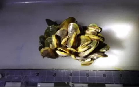 Animales en las aguas que nos indican calidad