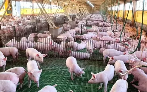 Inclusi�n de carne porcina en merienda escolar representa un impulso para el sector