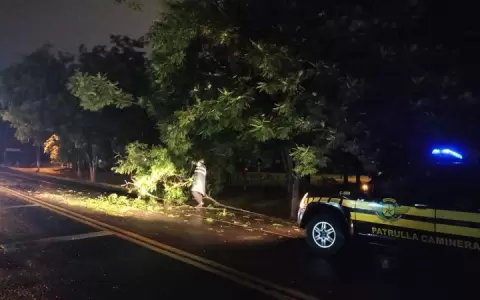 Temporal caus� destrozos y piden precauci�n por ca�das de �rboles en varios puntos