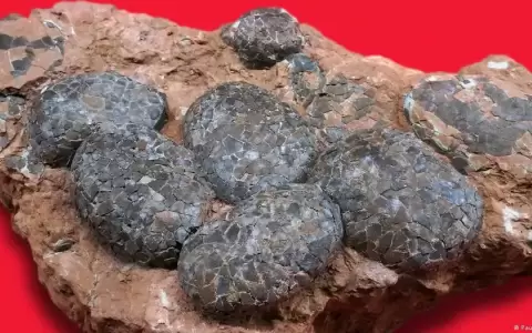 Hallan extra�os huevos de dinosaurio cristalizados en China