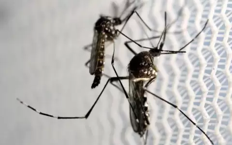 �Debe la humanidad erradicar a los mosquitos m�s letales?