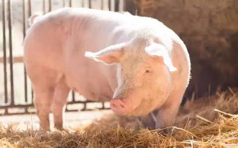 Boom en las exportaciones de carne porcina: aumento del 173% en un a�o