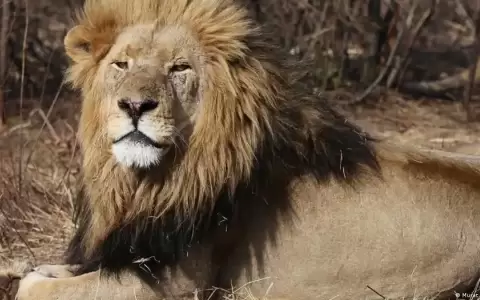 Leones comen menos cebras por culpa de hormigas invasoras