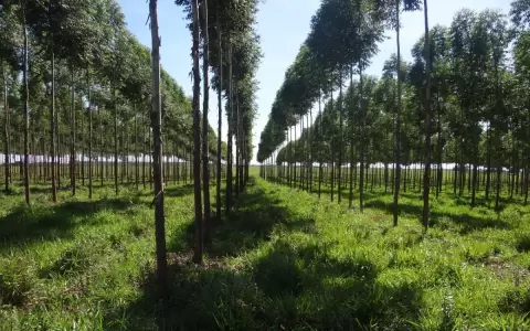 AFD impulsa desarrollo forestal y tecnol�gico en su agenda 2024