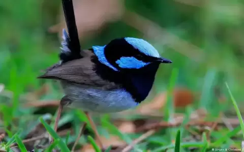 El p�jaro que ense�a a cantar a sus cr�as antes de nacer