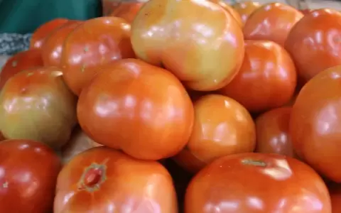 Ante la baja producci�n local, autorizan la importaci�n de tomate