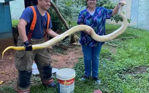 Rescatan a serpiente que estaba nadando en un arroyo y presumen que era una mascota