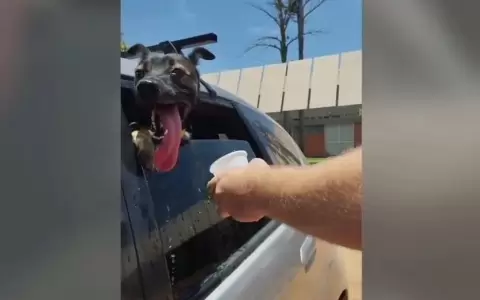 Due�os insensibles: perro casi muere de calor por quedar encerrado en un auto