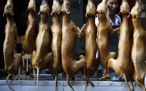 Corea del Sur aprueba un proyecto de ley para prohibir el consumo de carne de perro