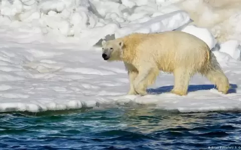 Registran primer caso de oso polar muerto por la gripe aviar
