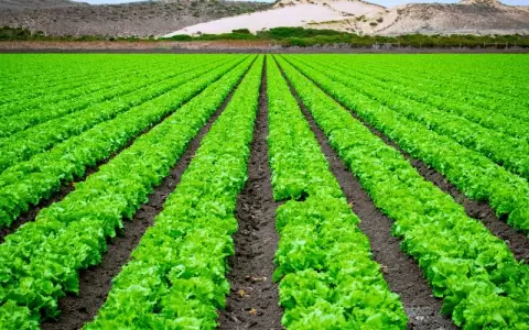 Cooperativas esperan un buen a�o para el sector productivo del pa�s