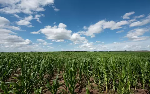 Argentina consolida su posici�n como principal comprador de soja en 2023