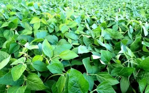 Precios de commodities agr�colas, en descenso al cierre del 2023