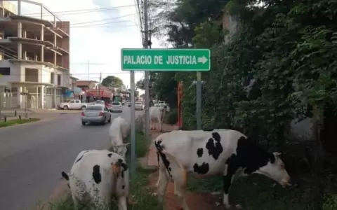 Municipalidad de San Lorenzo decomisar� vacas sueltas en las calles