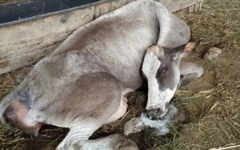 Encabeza Senacsa campa�a de vacunaci�n ante brote de rabia bovina en Caaguaz�