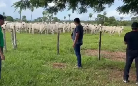 Recuperan 117 cabezas de ganado tras caso de mega abigeato