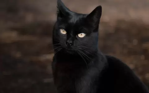 �Por qu� se asocia al gato negro con la mala suerte? Es la apofenia