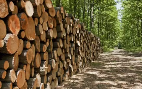 La industria maderera apunta a recuperar su brillo exportador