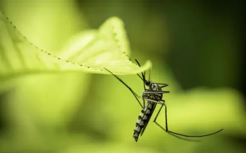 Brasil tiene una emergencia de dengue, presagiando una crisis de salud para las Am�ricas