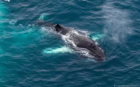 Descubren el fascinante mecanismo del canto de las ballenas