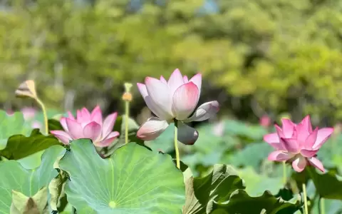 Flores de loto brindan belleza natural y color en el Parque �u Guas�