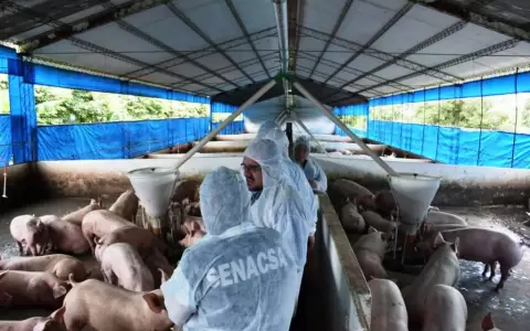 Inicio de faena en f�brica de embutidos Ochsi aliviar�a sobrecostos en granjas porcinas