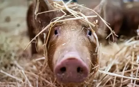 Jap�n: crean cerdos con �rganos aptos para trasplante humano