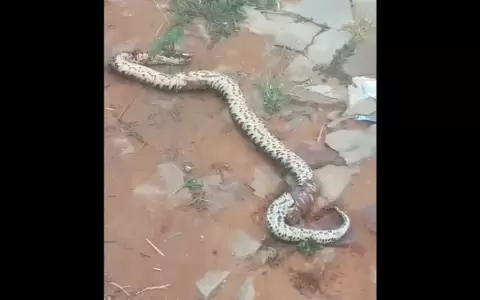 Durante limpieza de patio bald�o en Lambar�, encuentran ejemplar de serpiente venenosa
