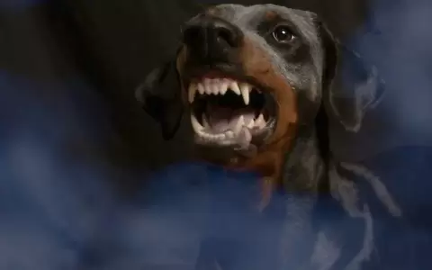 Perro ataca a ni�a de 6 a�os en Mariano Roque Alonso