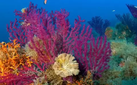 Corales arrojan nueva evidencia sobre el Antropoceno
