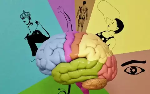 IA: cerebros de hombres y mujeres se organizan diferente