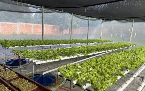 Presos de Tacumb� cultivan lechuga hidrop�nica con miras a reinserci�n laboral