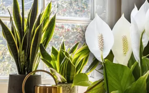 Plantas que poner en la sala.