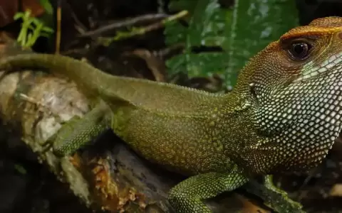 Per� nombra "Bruce Dickinson" a nueva especie de lagartija