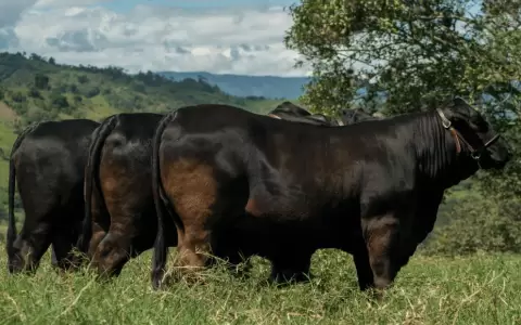 La Brangus tendr� una nutrida agenda de actividades en la Expo Paraguay.